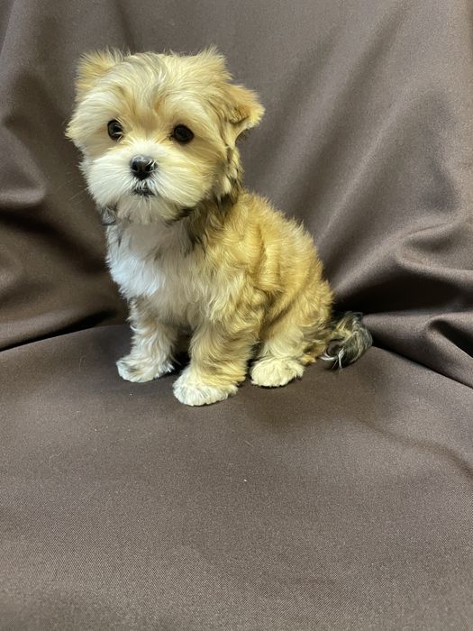 Дівчатка красуні йорки