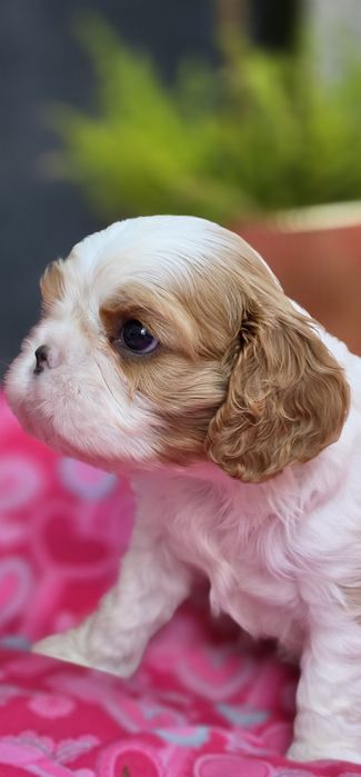 Cavalier King Charles Spaniel FCI suczka blenheim