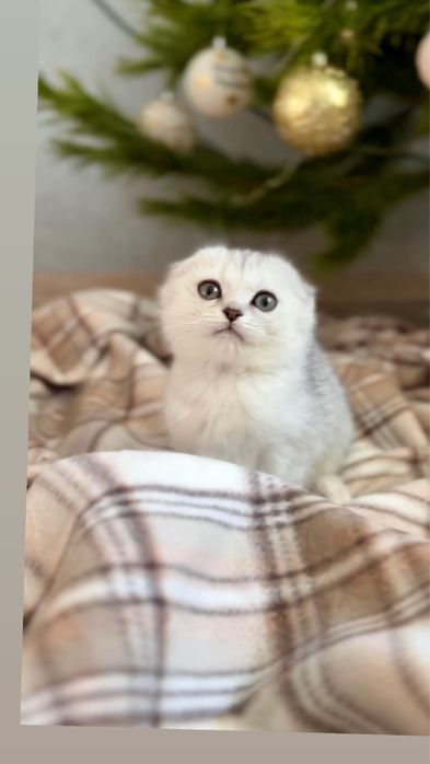 Срібляста шиншила дівчинка висловушка чист породна гарна