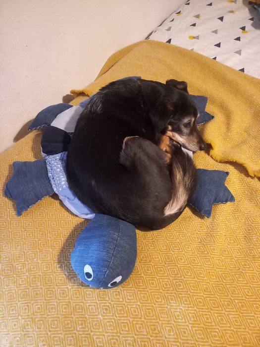 Estadia familiar para cães