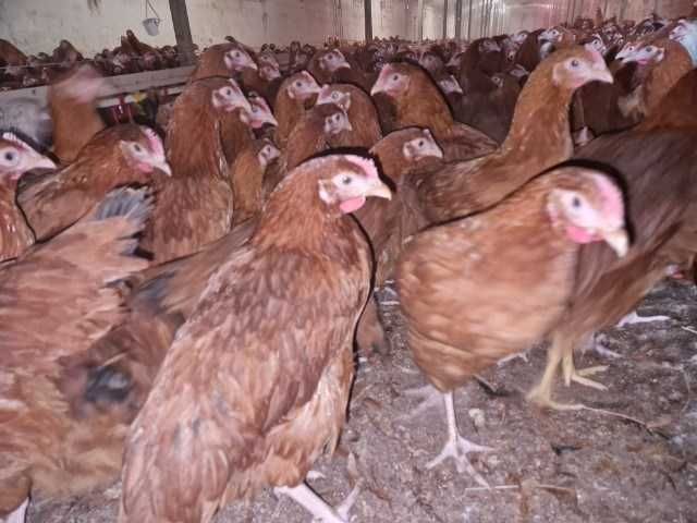 Młode kury nioski rasy ROSA - DARMOWY transport