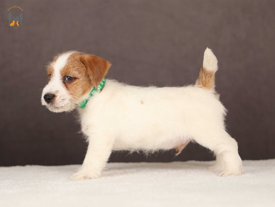 Hodowla Psów Russell Terrier Cena Jack Russell Terrier Allegro