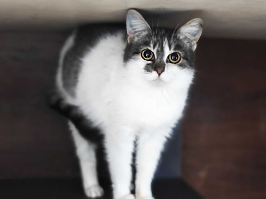 Маргоша 4міс кошенятко кошеня котеня котик кот кошка кіт кошечка