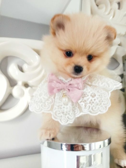 Sunia***szpic miniaturowy pomeranian