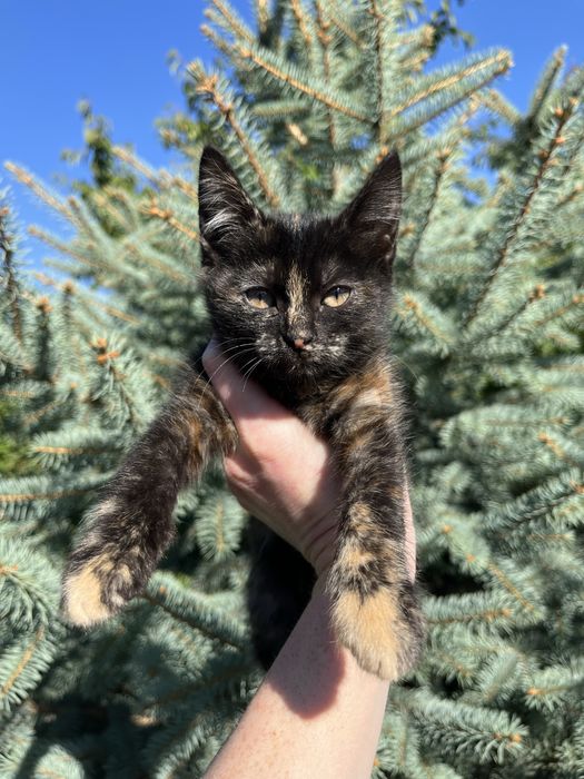 Кошенята шукають дім