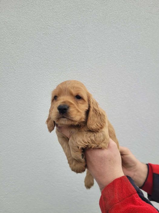 Cocker Spaniel Angielski piesek