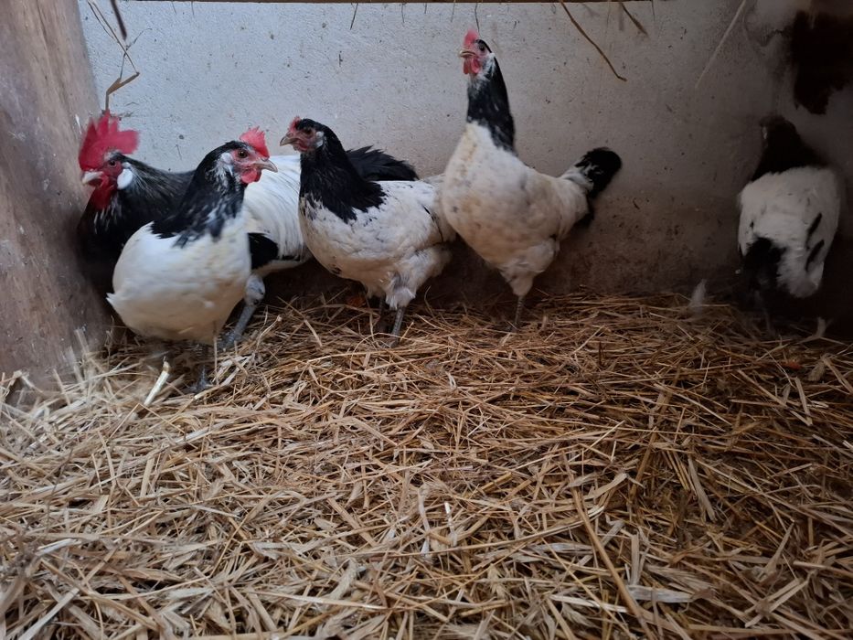 Jaja lęgowe Lakenfelder plus 7 ras