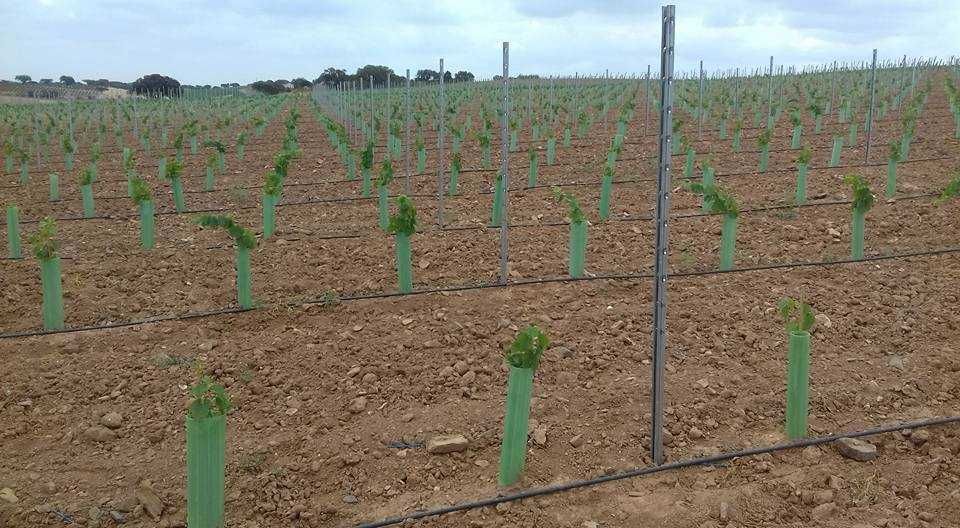 Osłonki ochronne na drzewka wysokość 70cm