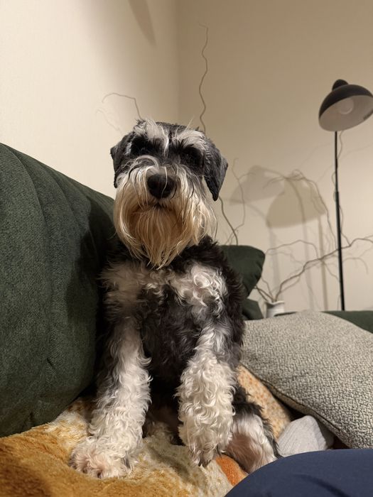 Вязка цвергшнауцер