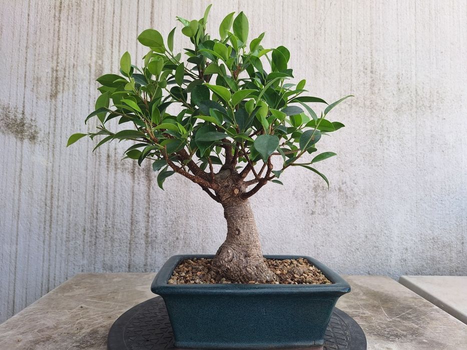 Bonsai ficus shohin