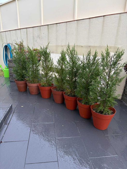 Cedros para jardim / sebe – 1 metro – prontos a plantar