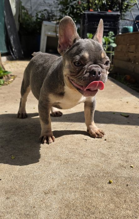 Buldogue Francês Fêmea Lilac Tan