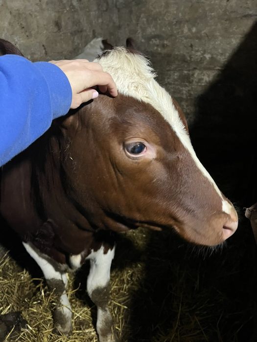 Теличка червоно - біла.