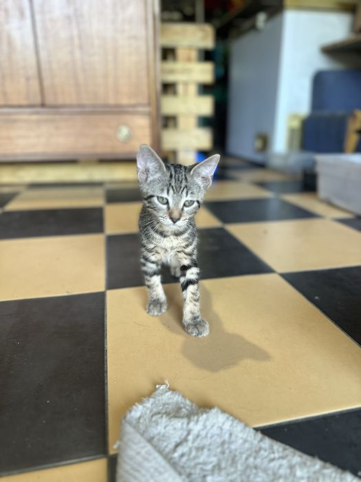 Gatinhos para dar