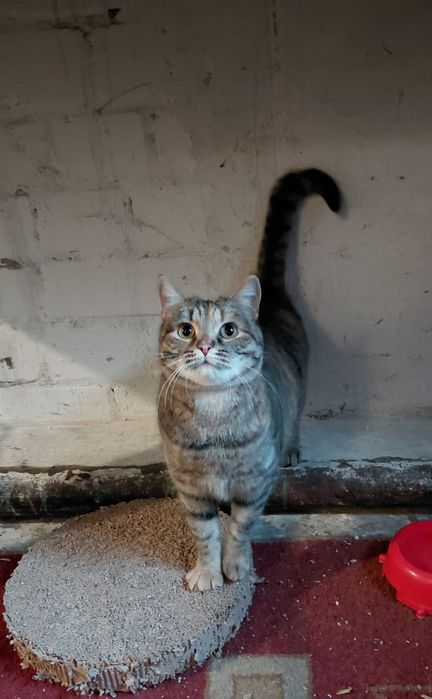 Котикам потрібен дім