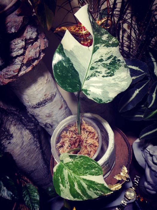 monstera luftfeuchtigkeit erhöhen Das AIRY System M mit Monstera (Fensterblatt)