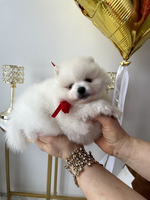 Померанські шпіци — Гарантовано закохаєтесь з першого погляду