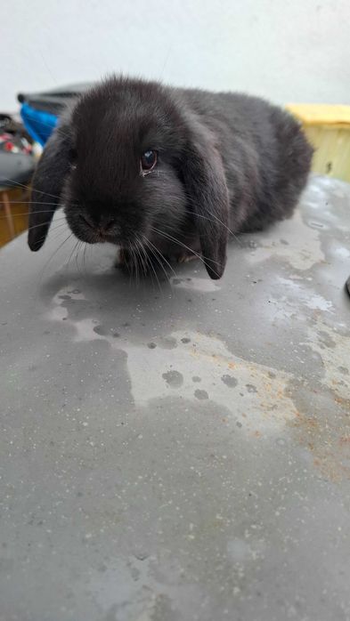 Młode króliki mini lop