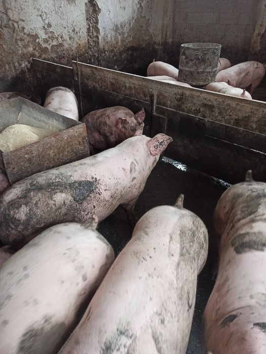 Свині 140-180 кг