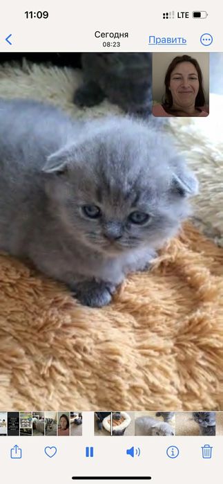 Вязка котов шотландец страйд (прямоухий)