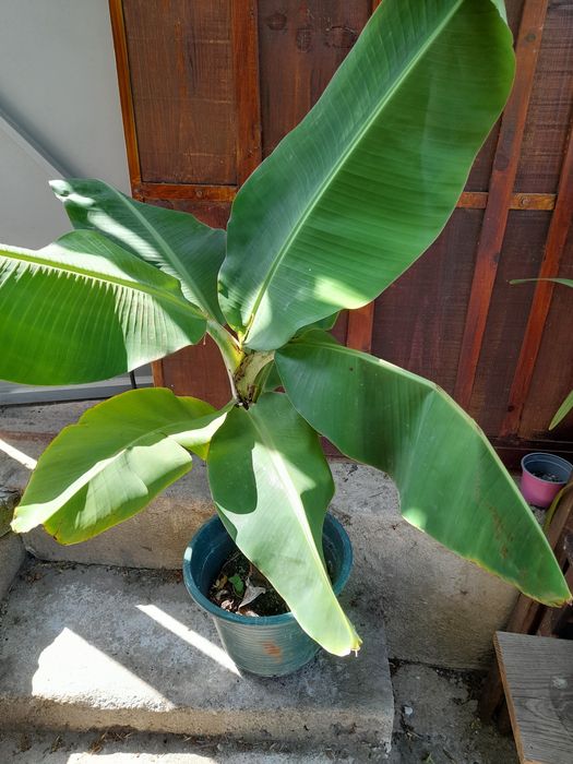 Bananeiras de porte pequeno. Ana- prata e maçã