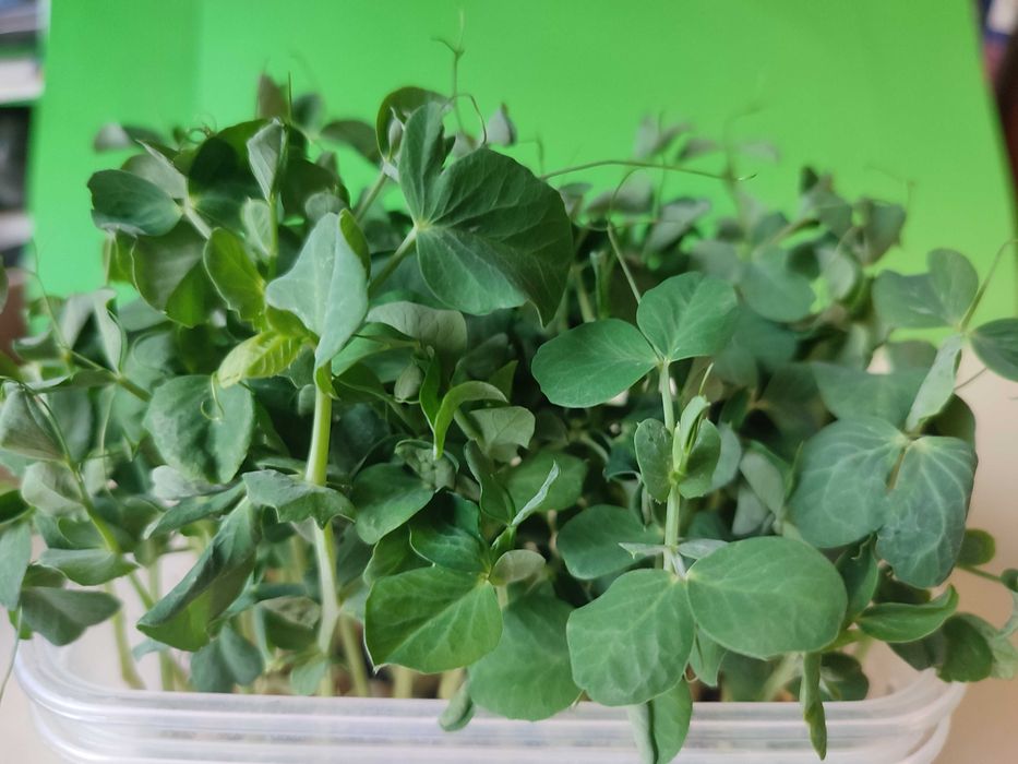 Świeże mikroliście z własnej mikrofarmy, świeże, bez chemii