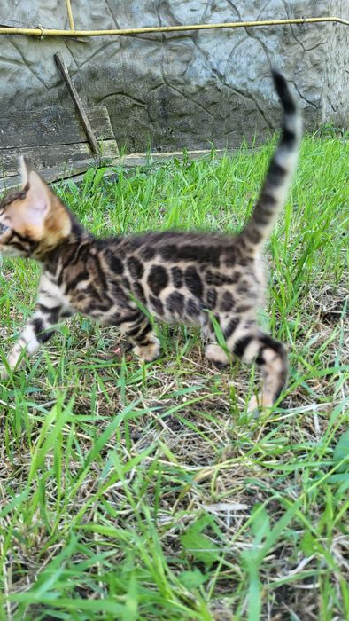 Бенгальские котята wcf