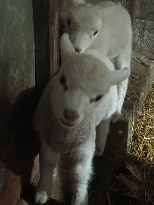Vendo ovelha com filhos uma  fêmea e um macho