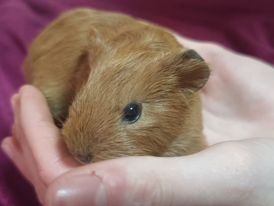 Каліфорнійські морські свинки (Мурчики)