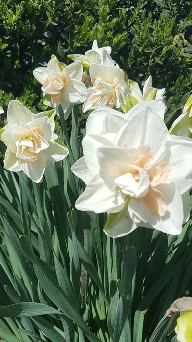 Нарциси сортові.