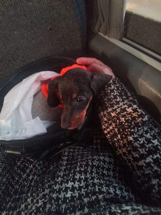 Таксята з доставкою по Україні та за кордон