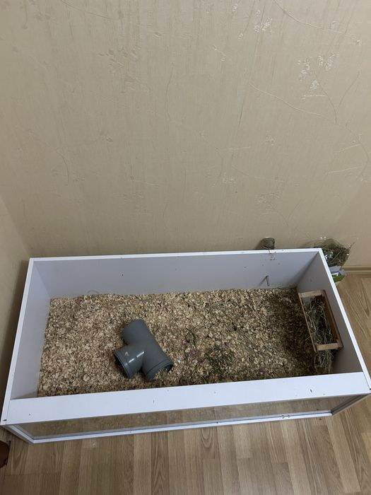 вольєр для морських свинок