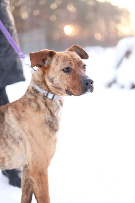 Energiczna, towarzyska i oddana sunia w typie boksera szuka domu