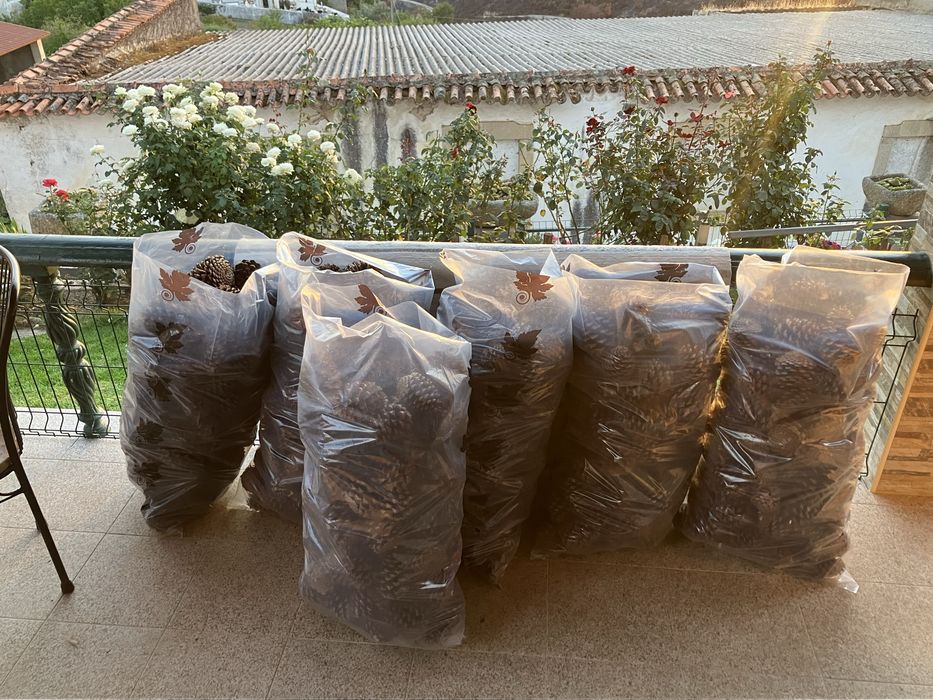 Sacos de vindima com pinhas