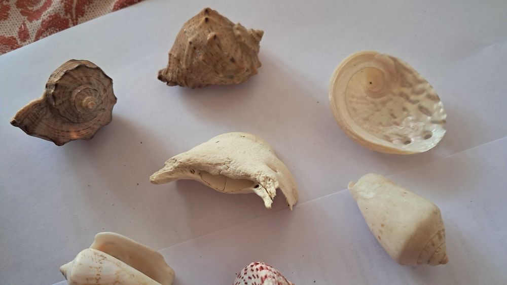 Ракушки мушлі для акваріуму