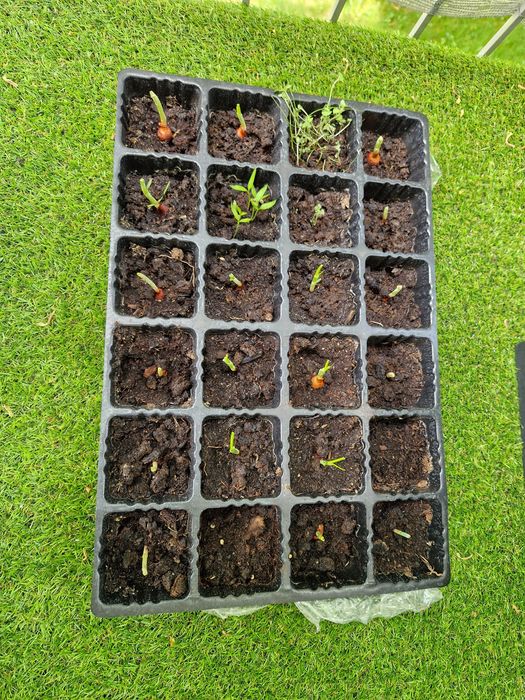 Doniczki na warzywa + gratisy