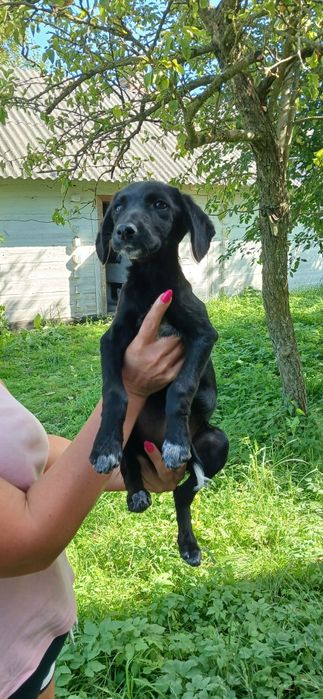 В добрі ручки собак