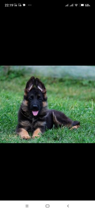 Пропоную кобеля німецької вівчарки для в'язки, з доками КСУ, гарний ро