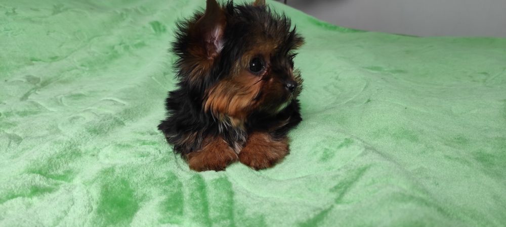 Yorkshire mini,mini   z rodowodem i paszportem