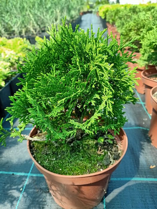 Туї кульки Даніка, Хоссері та Міріам