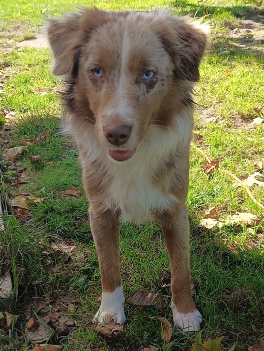Miniaturowy owczarek amerykański