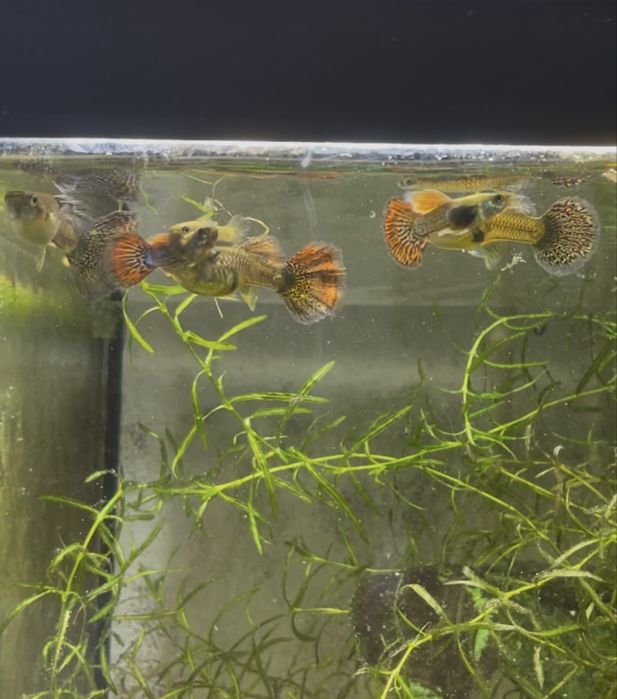 Guppy Red Dragon Halfmoon Mud | Machos, Casais e Trios