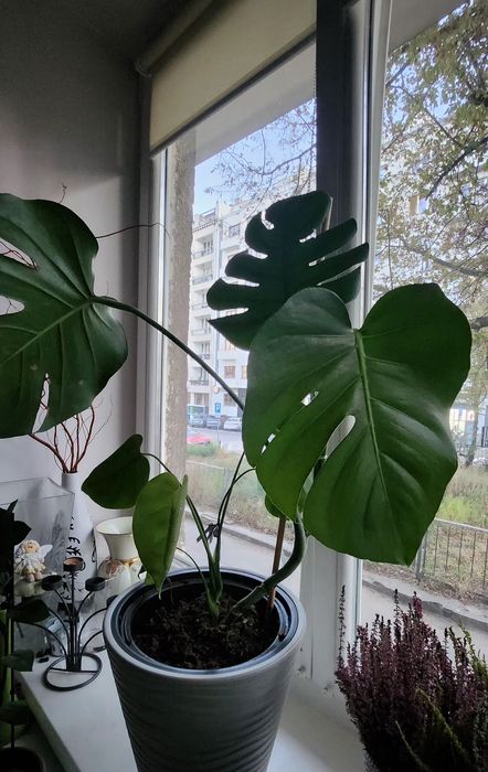 Roślina Monstera