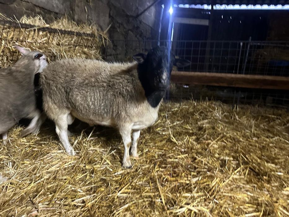 Carneiro Dorper puro com 14 meses