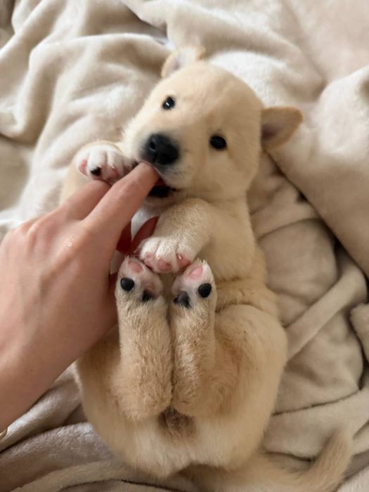 Цуценята (метиси) від білої Шиба Іну — не для розведення