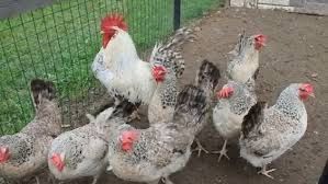 Продам  Яйця курей бірківська барвиста