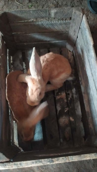 Продам кролів 4шт