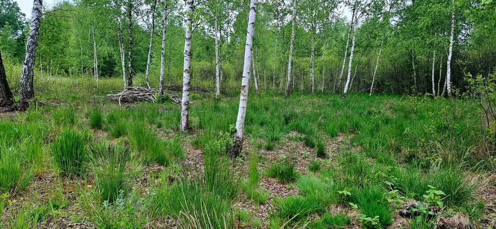 Działka rolno-budowlana 8000 m 55 km od Warszawy