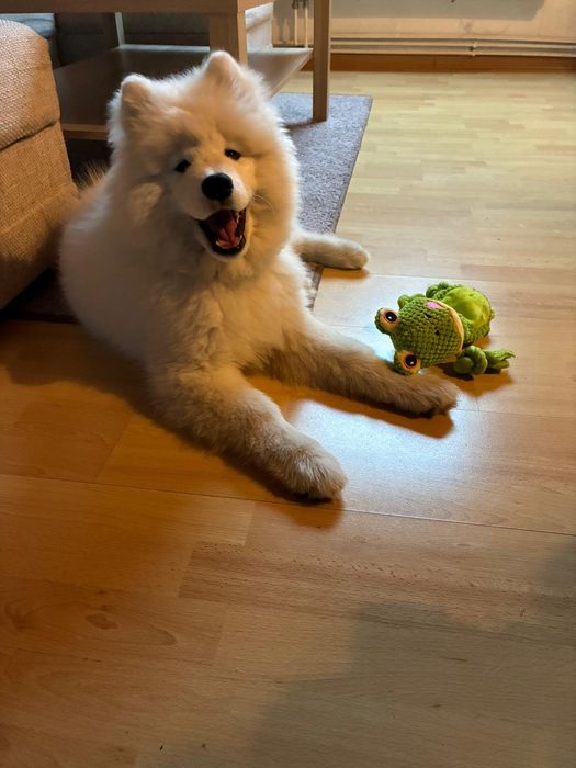 Piesek samoyed, szczeniak ZkwP