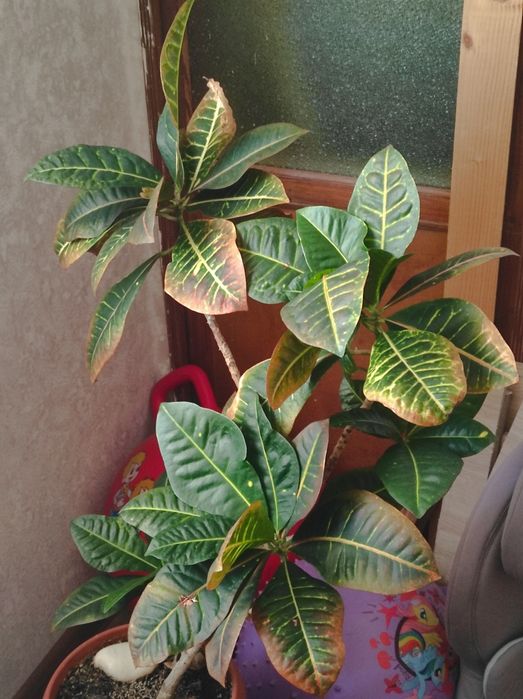 Продам взрослые растения,либо их деток